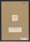 Chaetoceros nodulosus (Shadb.) (de-Toni-Nr.: Genus 149, Species 4163) Zeichnungen Sammlung Grunow Nr. 7716 (NHMW-BOT-W0376924)
